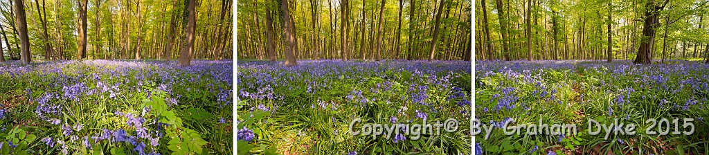 Bluebell Tryptic